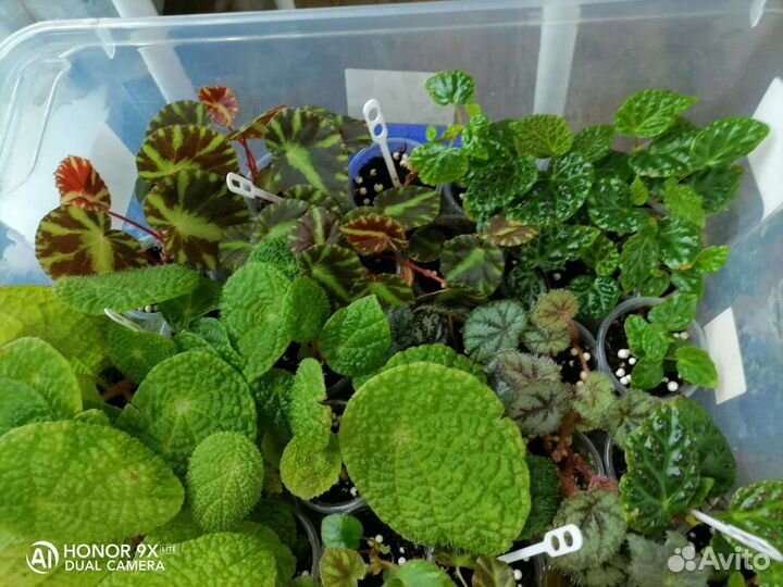 Бегония природники