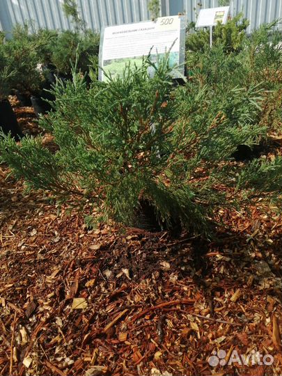 Яблони, груши, вишни, черешни, персики, хурма