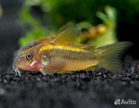 Продаются сомы Коридорасы - пылесосы аквариумов