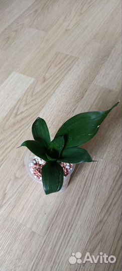 Сансевиерии сортовые