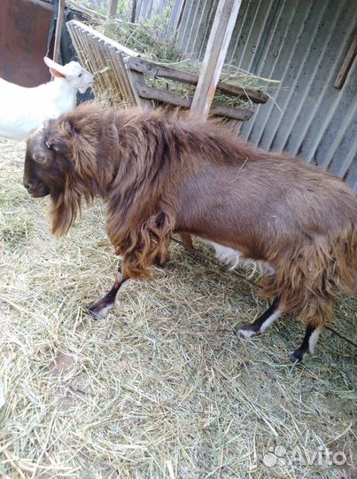 Коза ламанча