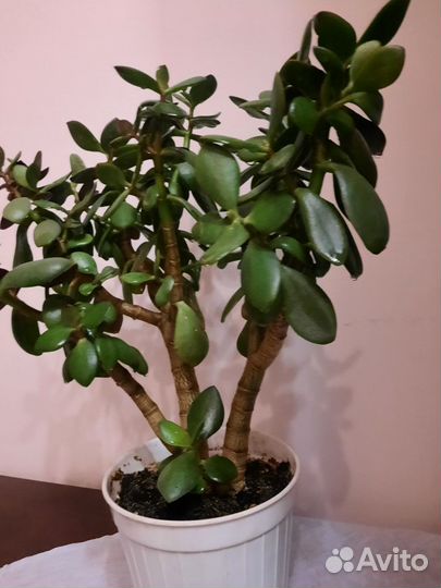 Денежное дерево толстянка