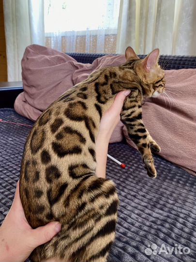 Бенгальские котята