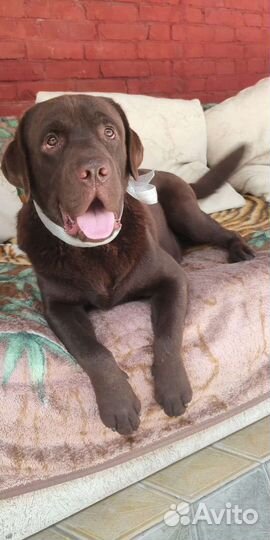 Лабрадор щенки