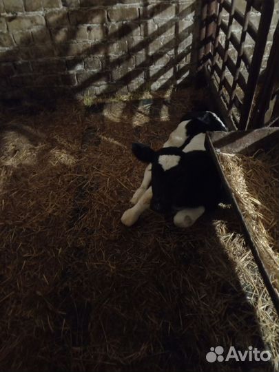 Телята- телочки