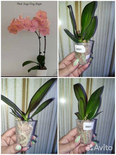 Азиатские орхидеи