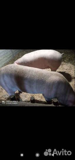 Свиноматки