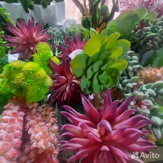 Кактусы и суккуленты