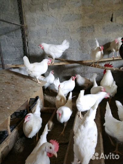 Цыплята падуан, барневельдер