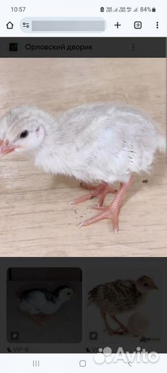 Цесарки,цесарята