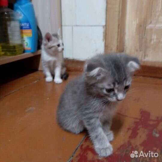 Кошка в дар бесплатно