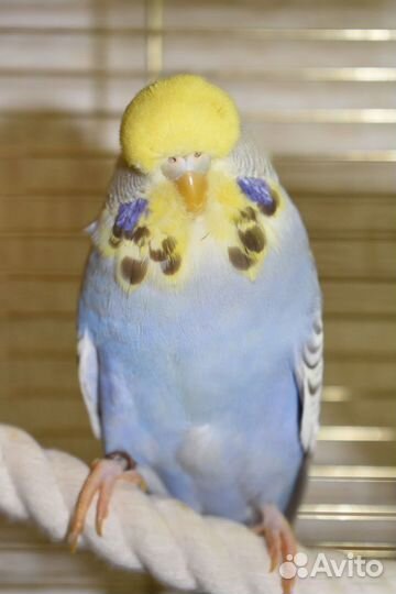 Выставочный волнистый попугай ввп Чех