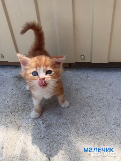 Котята бесплатно