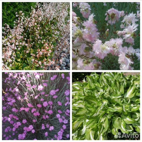 Многолетние растения для дачи