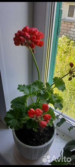 Пеларгония тюльпановидная Red Pandora