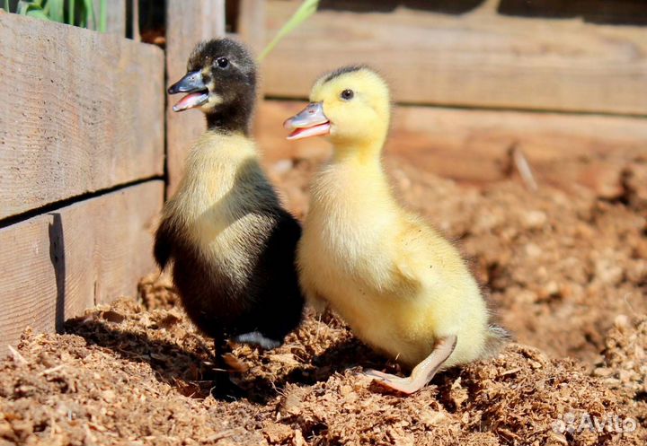 Утята гусята индоутята
