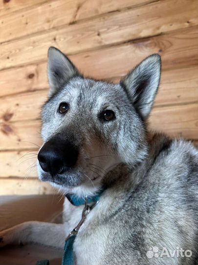 Метис лайки в добрые руки