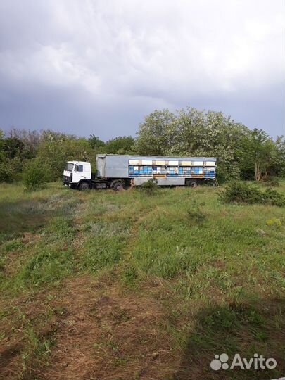 Пчелопавильон с пчелами