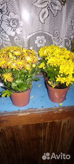 Хризантема в горшке