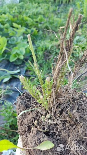 Лен растение многолетник