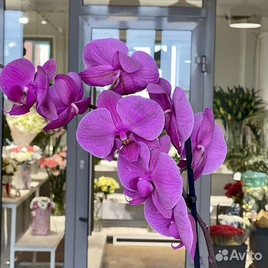 Комнатные цветы орхидеи