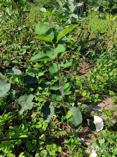 Отростки ирги