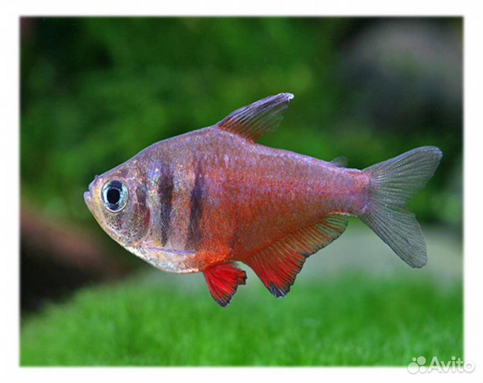 Тетра Фон Рио (арт 6031)