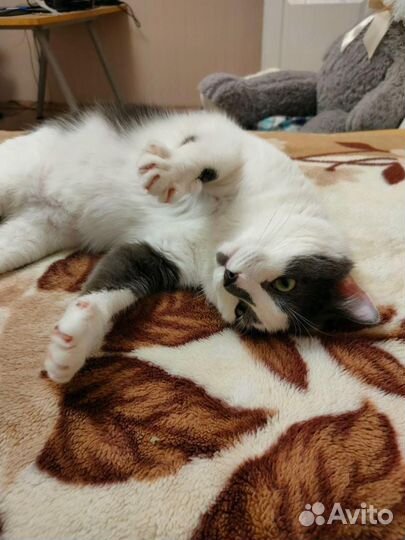 Котик в добрые ручки