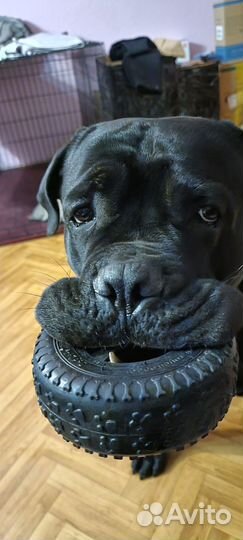 Вязка