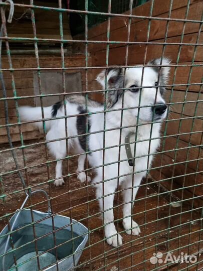 Собака из приюта