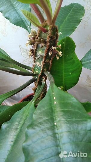 Продам цветы комнатные