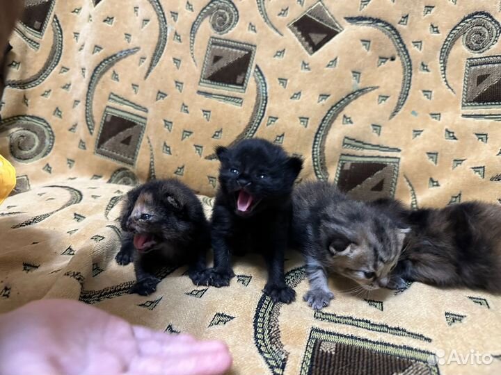 Шотландские котята
