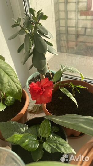 Гибискус китайская роза