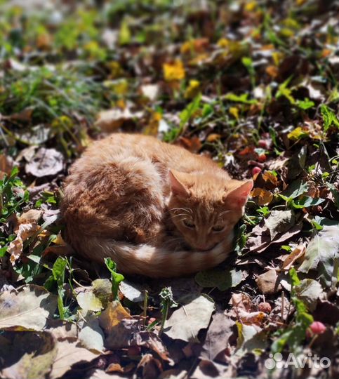 Рыжий котенок в добрые руки бесплатно