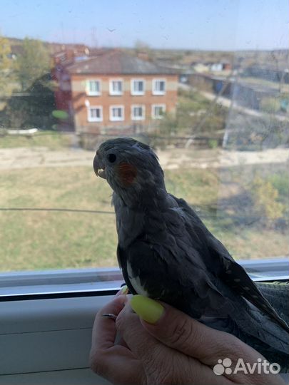 Попугай корелла