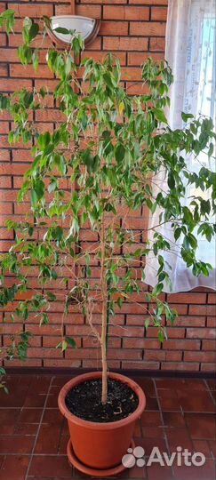 Фикус бенджамина