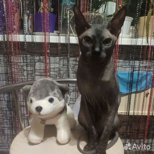 Мужчина ищет даму Донской сфинкс