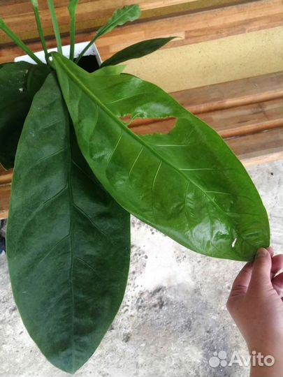 Антуриум Джангл буш