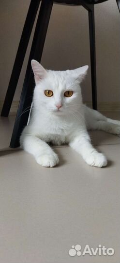 Кошечка Поля в поисках семьи