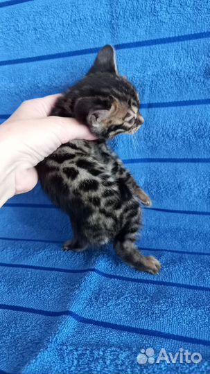 Бенгальская кошечка
