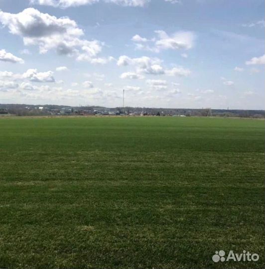 Рулонный газон, посевной газон