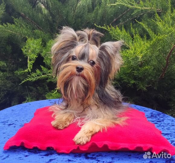 Мини йорочка