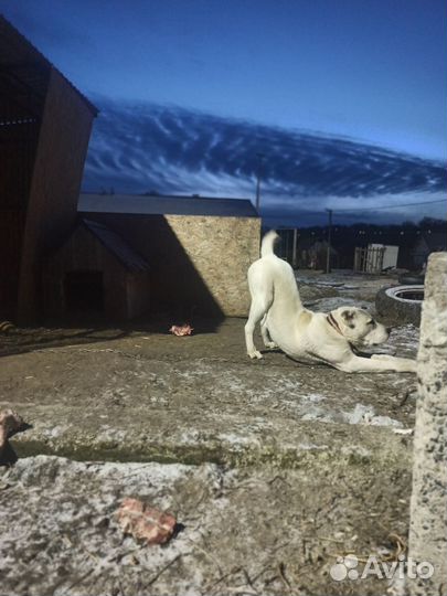 Чистокровный алабай, вязка