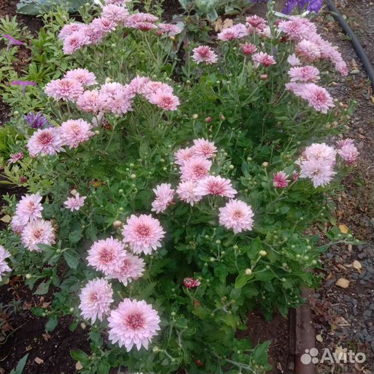 Хризантема