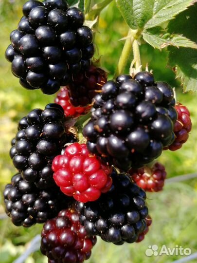 Саженцы ежевики садовой без шипов