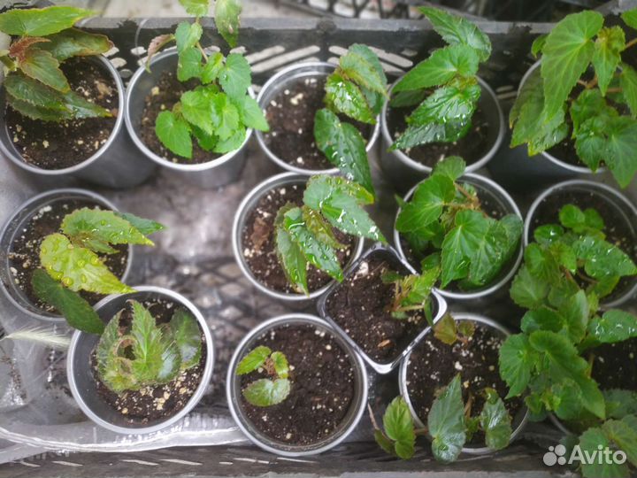 Бегония ампельная