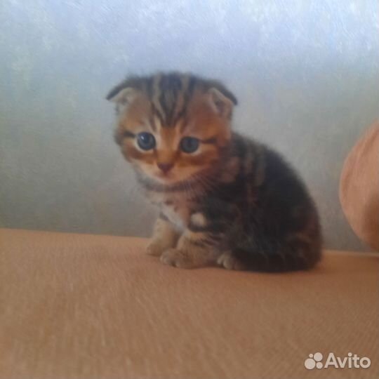 Кошки вислоухие
