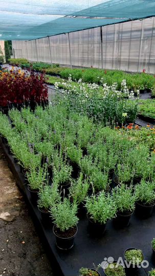 Чернозем,Земля,Перегной 2г,Навоз Коровий,от тонны