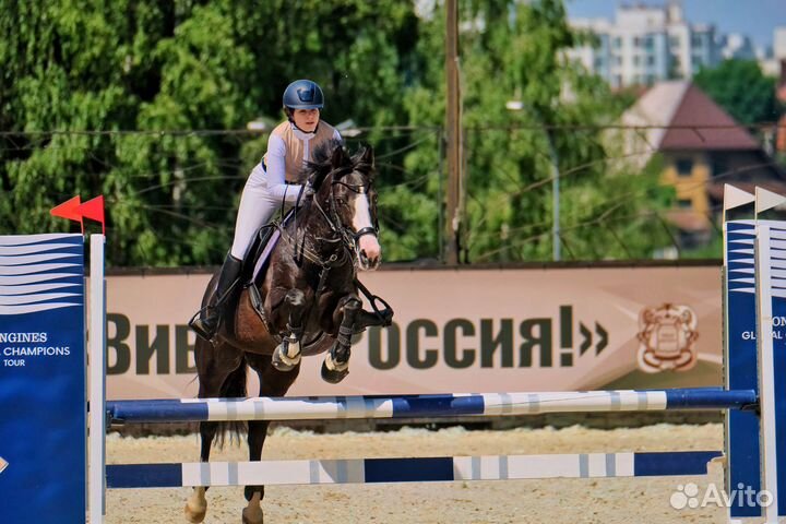 Аренда лошади конкур