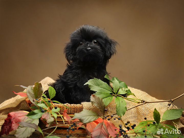 Щенок мальтипу F-1